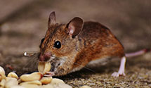 24 Hour & Emergency Exterminators in Williams, PA
